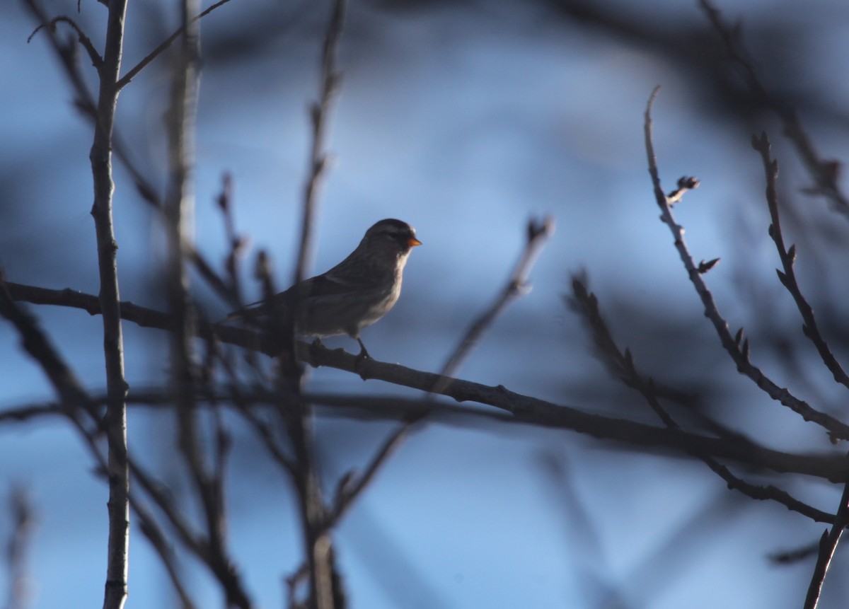 Redpoll (Common) - ML626789439