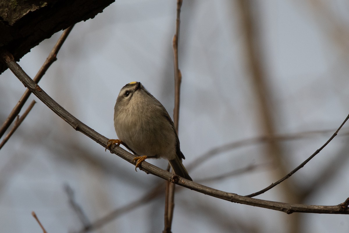 Golden-crowned Kinglet - ML626789440