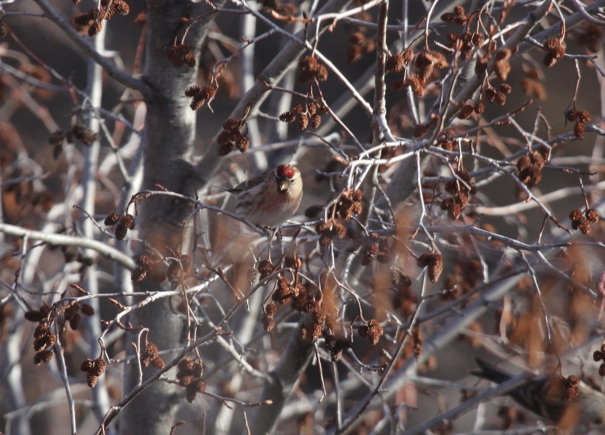 Redpoll (Common) - ML626789442