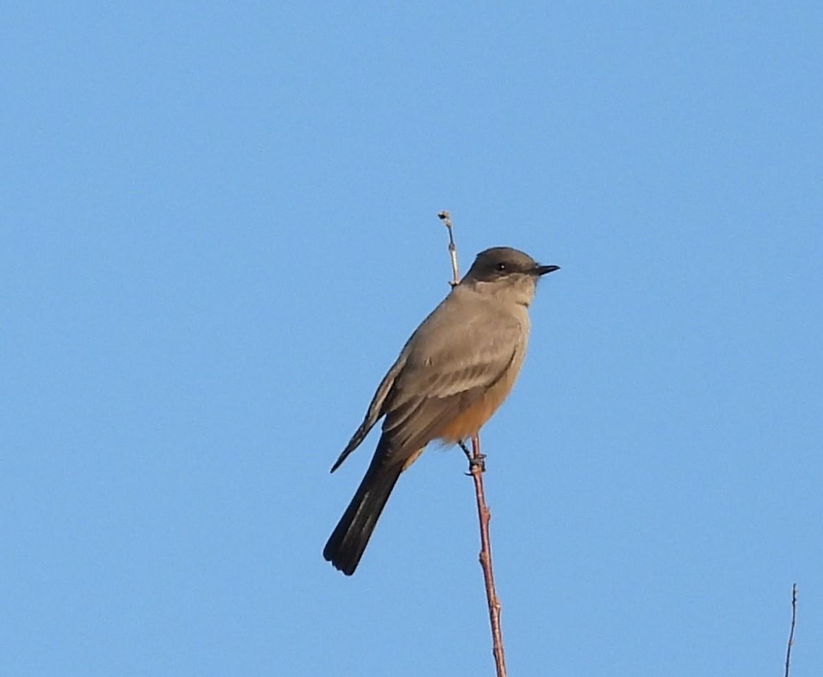 Black Phoebe - ML626789443