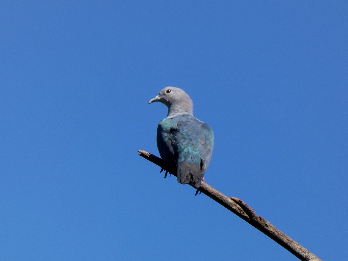 Green Imperial-Pigeon - ML626789445