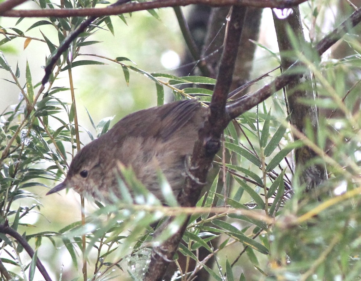 Itatiaia Spinetail - ML62678951