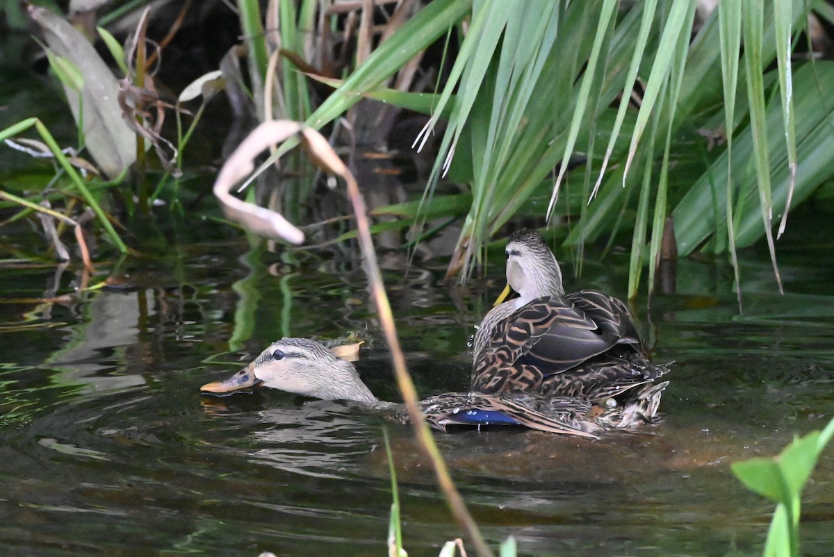 Mottled Duck - ML626789529