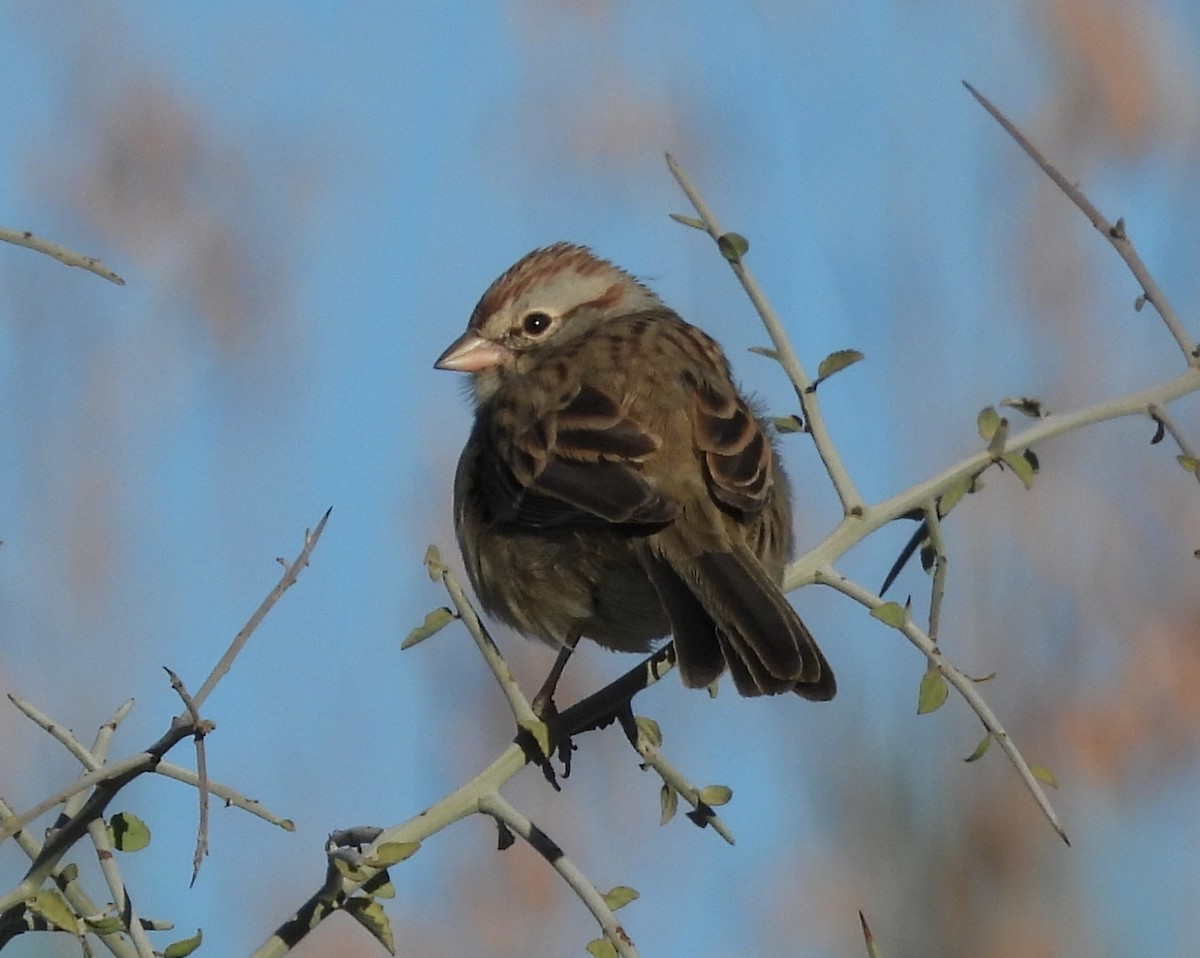 Rufous-winged Sparrow - ML626789531