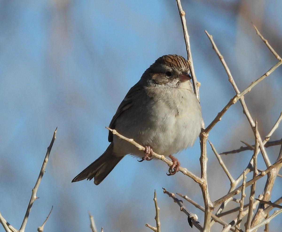 Brewer's Sparrow - ML626789540