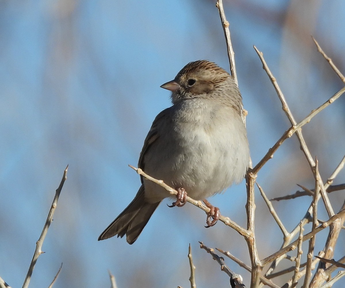 Brewer's Sparrow - ML626789541