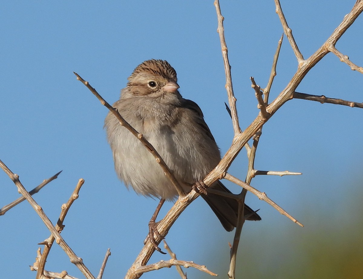 Brewer's Sparrow - ML626789542