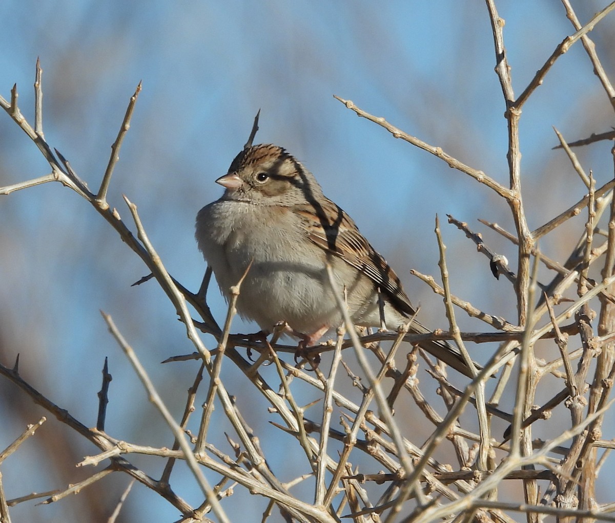 Brewer's Sparrow - ML626789543