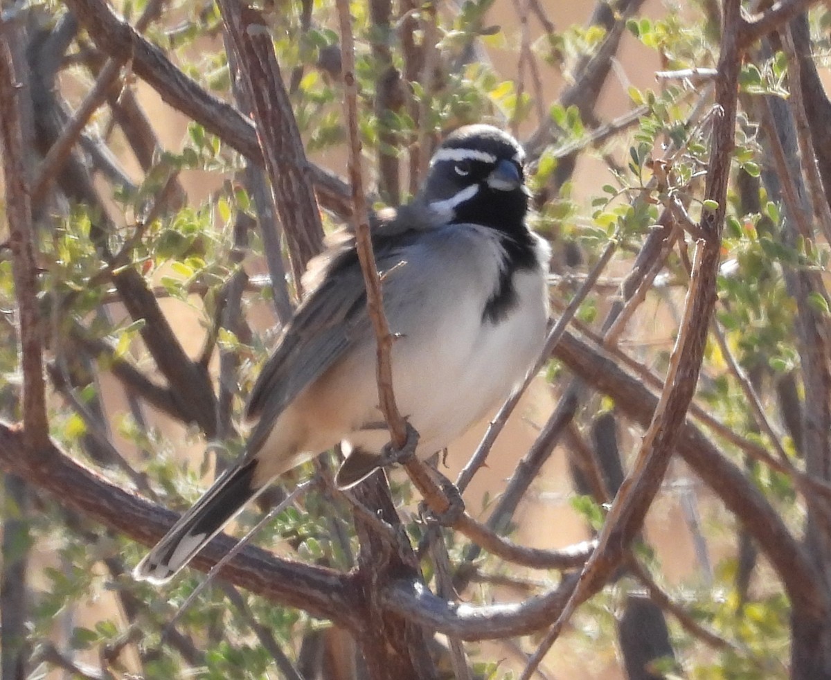 Black-throated Sparrow - ML626789544