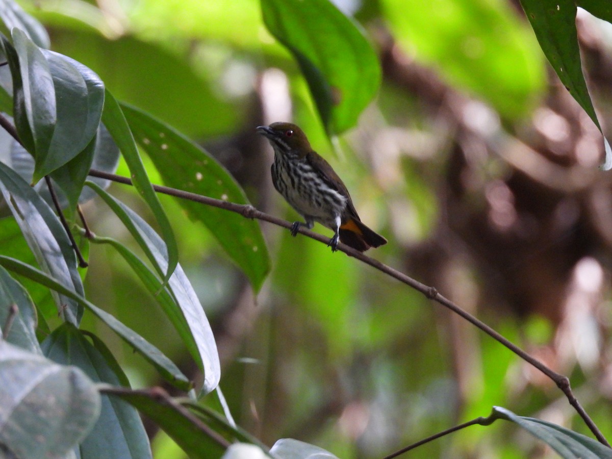 Yellow-vented Flowerpecker - ML626789546