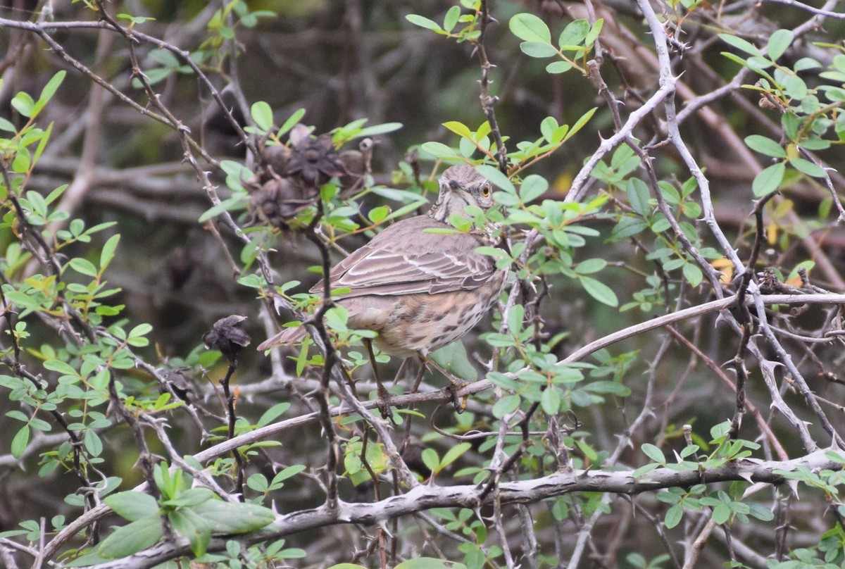 Sage Thrasher - ML626789551