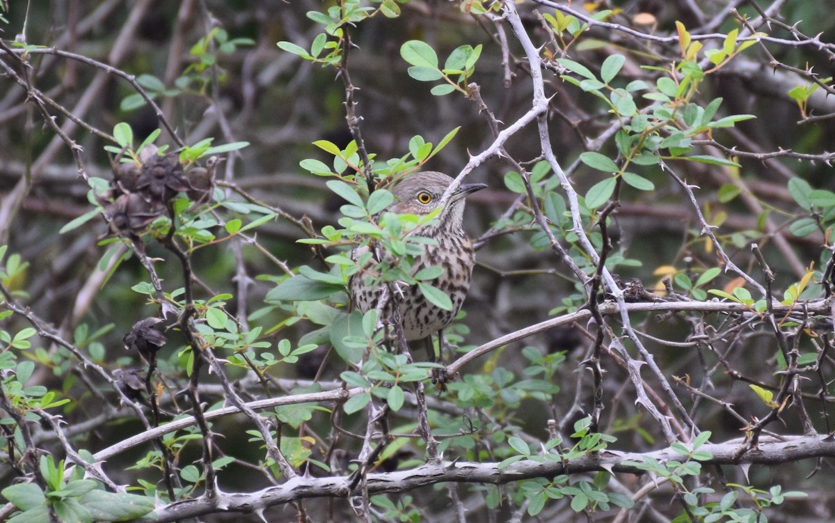 Sage Thrasher - ML626789552