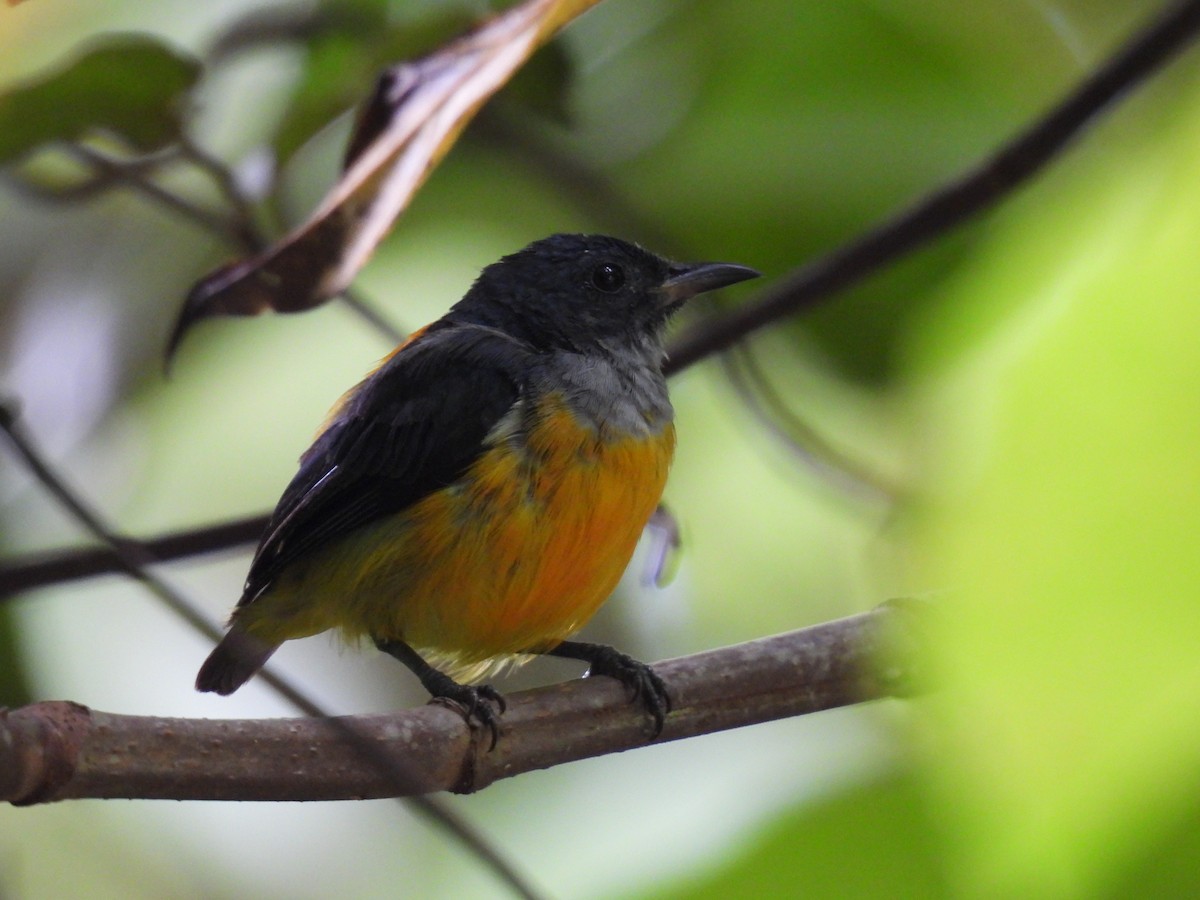 Orange-bellied Flowerpecker - ML626789555