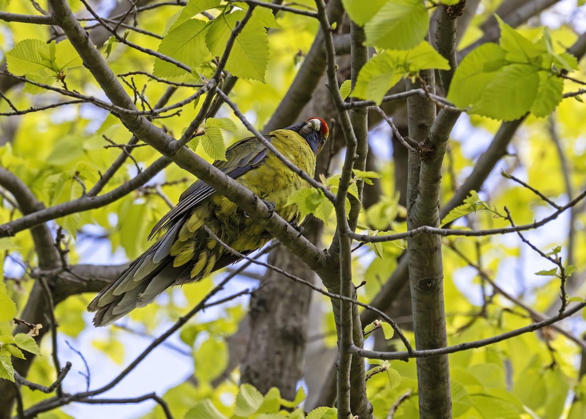 Green Rosella - ML626789596