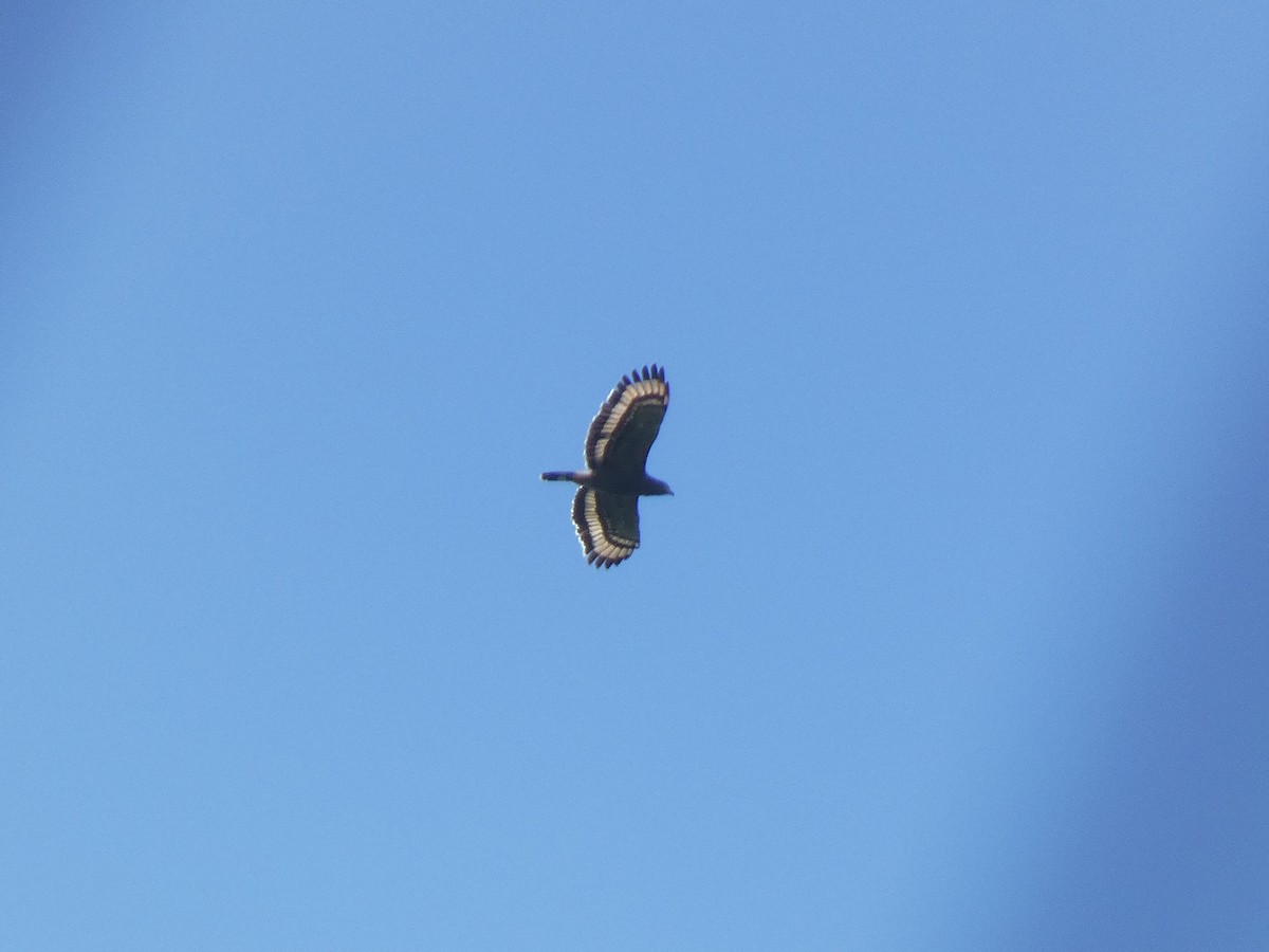 Crested Serpent-Eagle - ML626789597