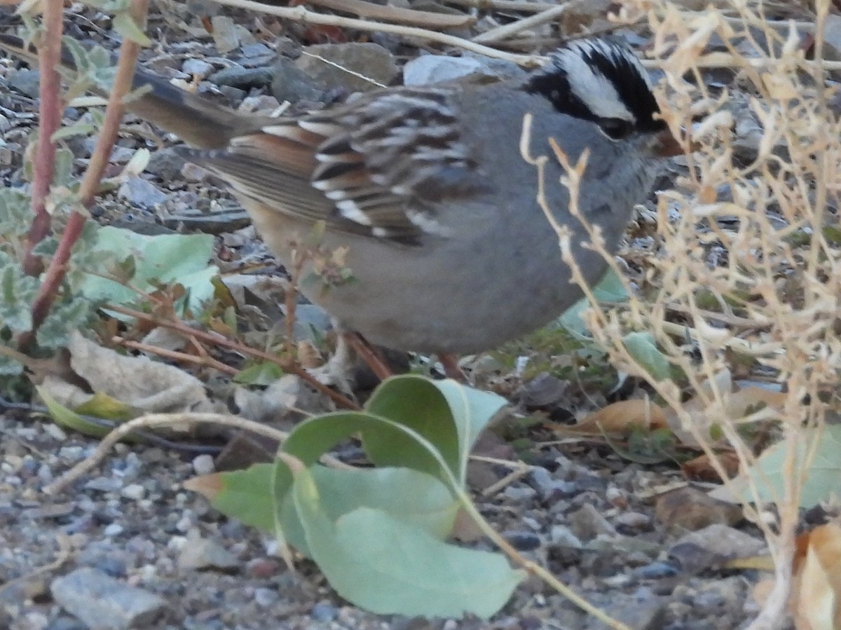 White-crowned Sparrow (Dark-lored) - ML626789603