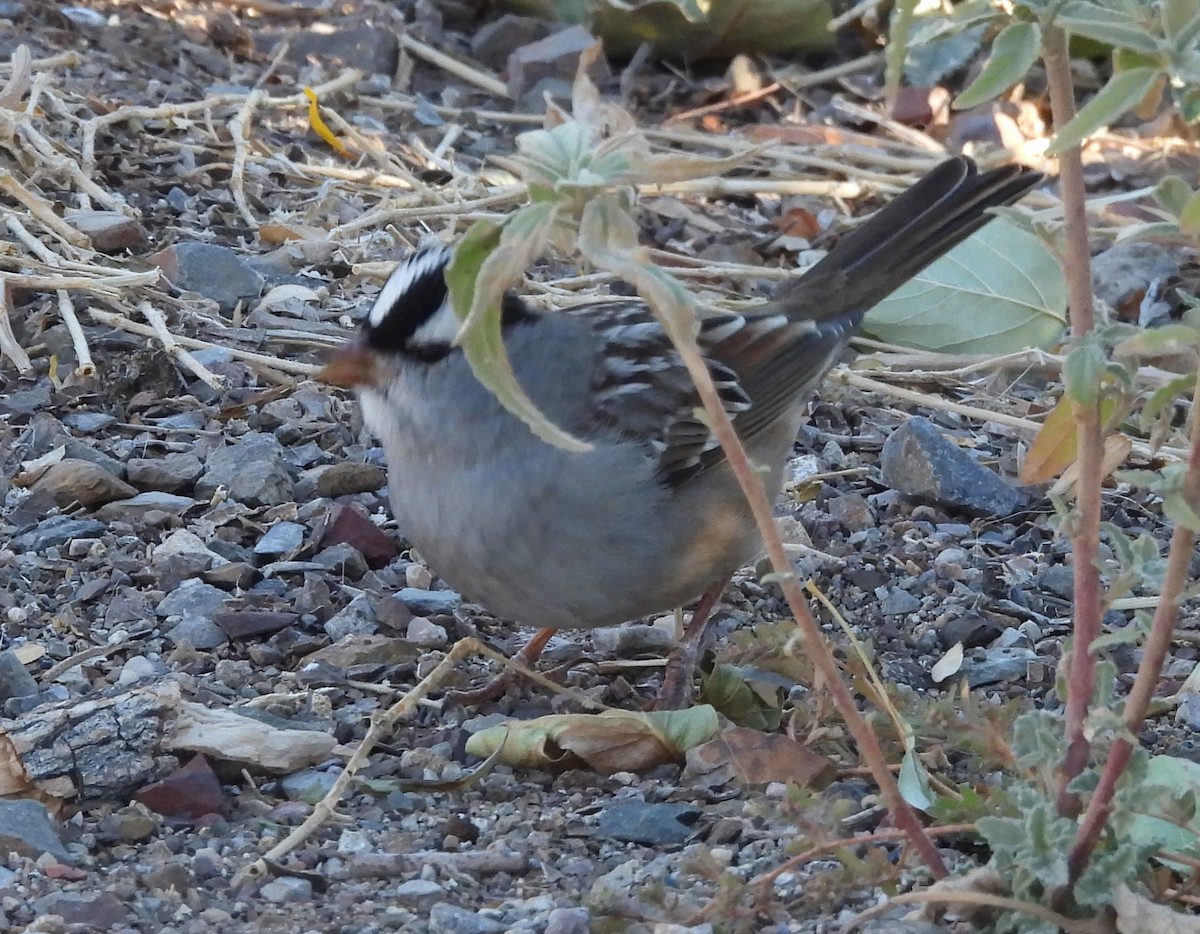 White-crowned Sparrow (Dark-lored) - ML626789604