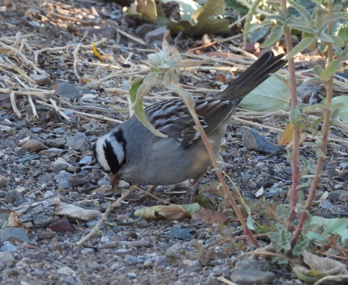 White-crowned Sparrow (Dark-lored) - ML626789605