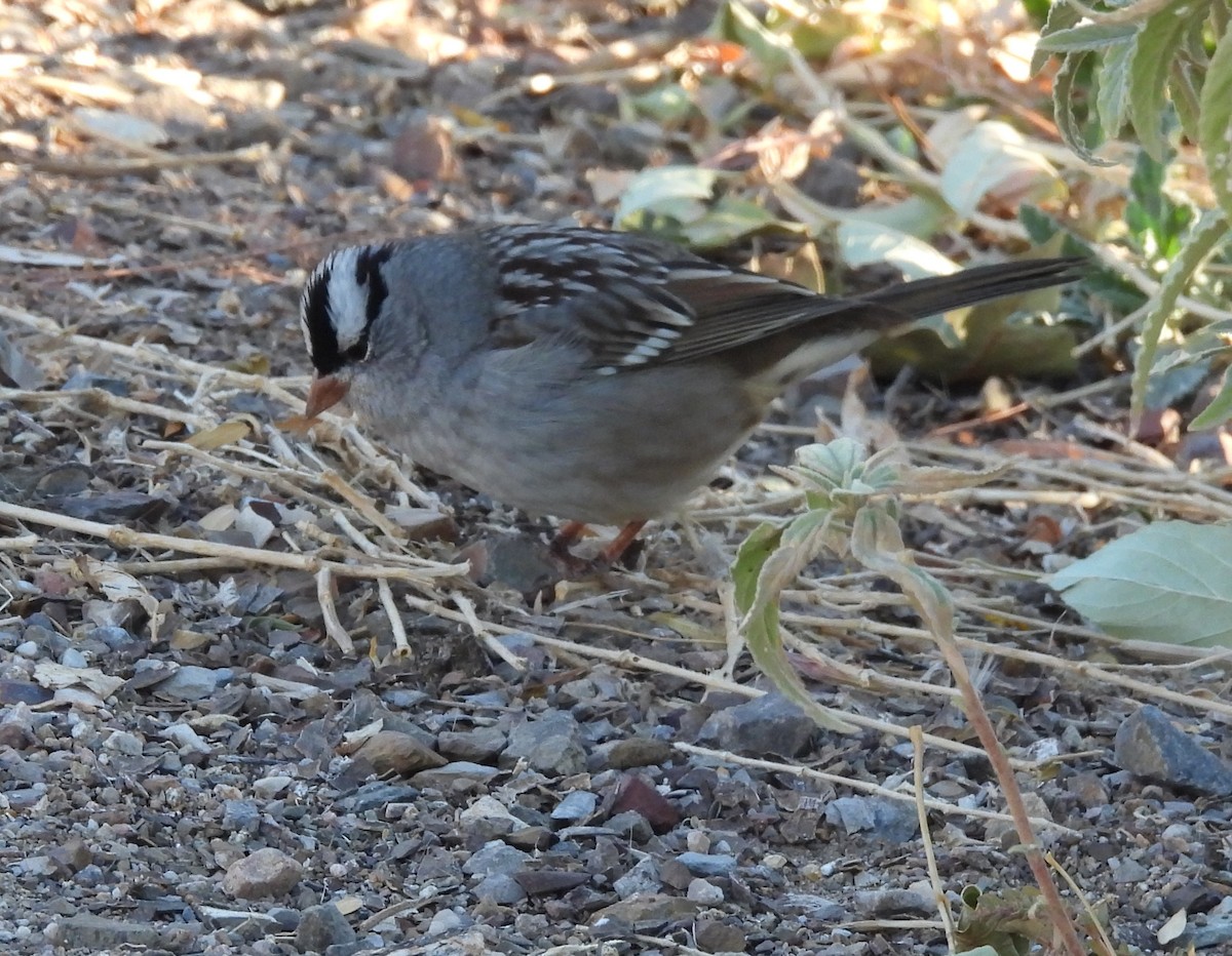 White-crowned Sparrow (Dark-lored) - ML626789606