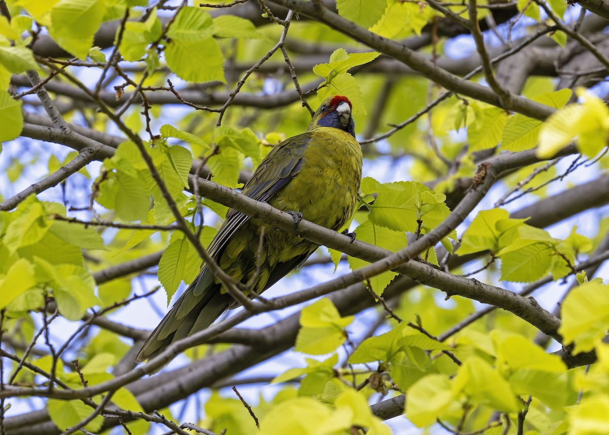 Green Rosella - ML626789607