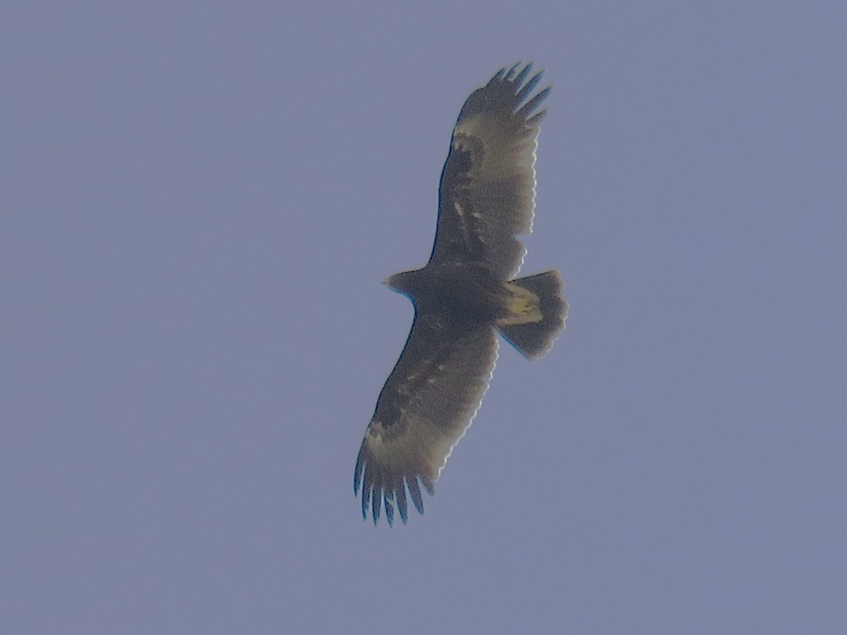 עיט צפרדעים - ML626789608