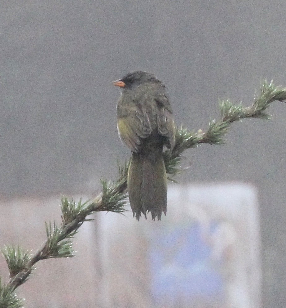 Great Pampa-Finch - ML62678961