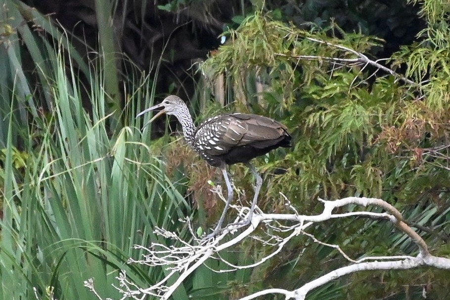 Limpkin - ML626789613