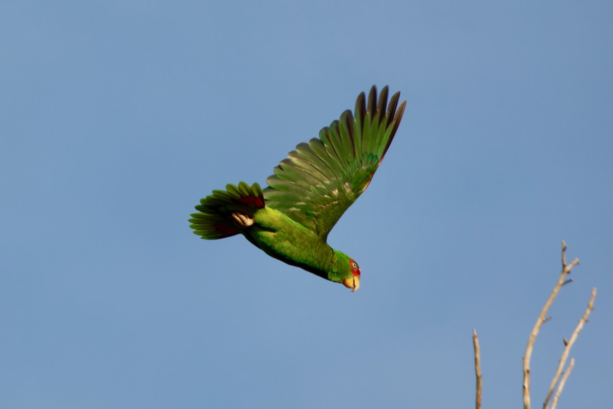 White-fronted Amazon - ML626789615