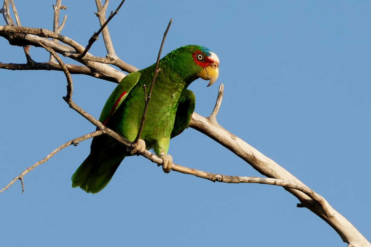 White-fronted Amazon - ML626789616