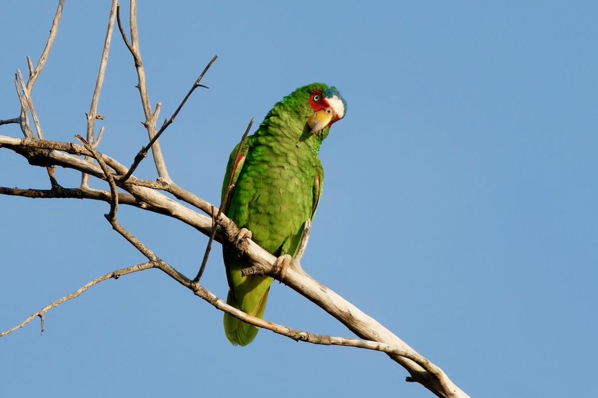 White-fronted Amazon - ML626789617