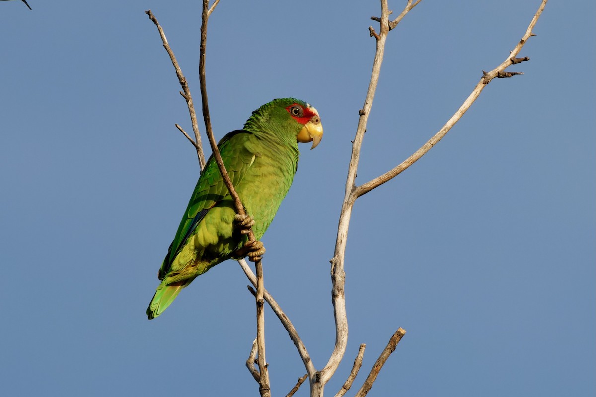 White-fronted Amazon - ML626789618