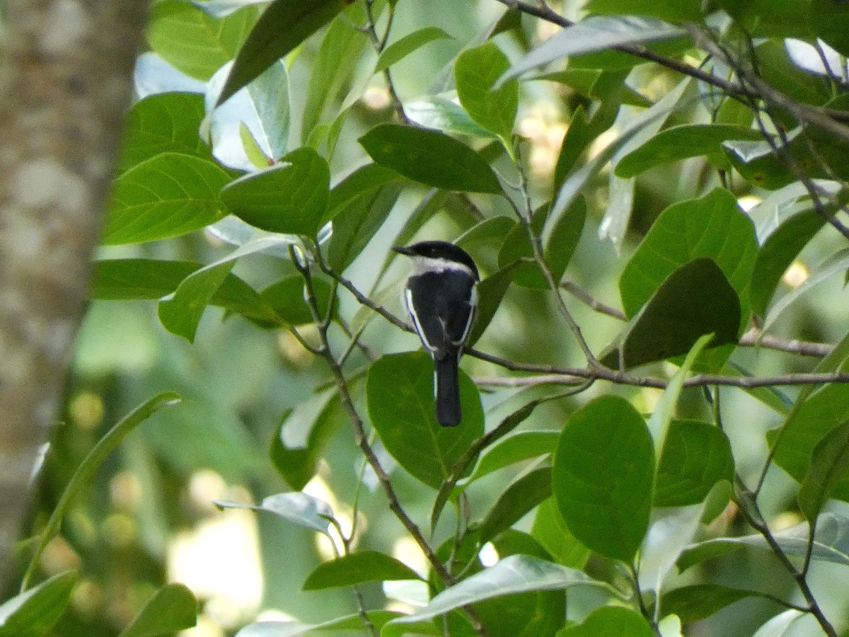 Bar-winged Flycatcher-shrike - ML626789619