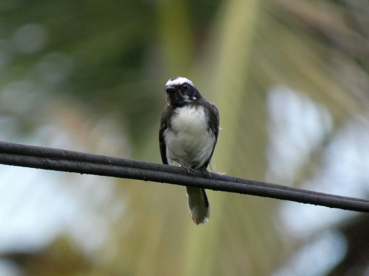 White-browed Fantail - ML626789622