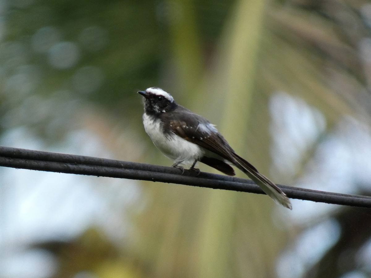 White-browed Fantail - ML626789623