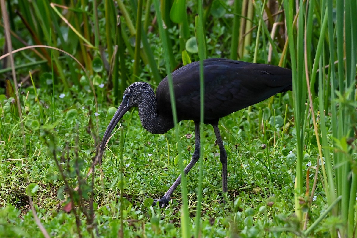 bronseibis - ML626789686