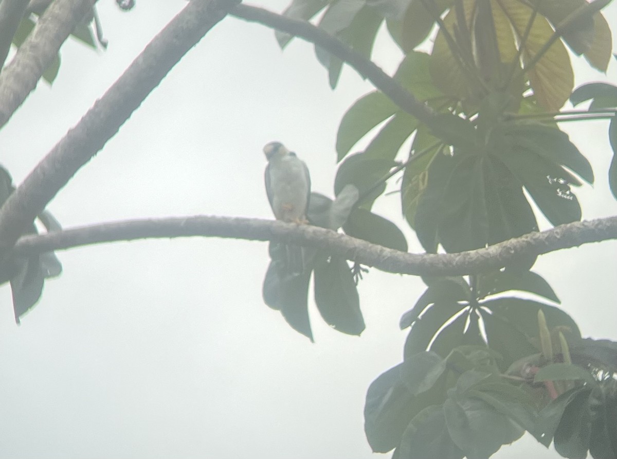 Pearl Kite - ML626789689