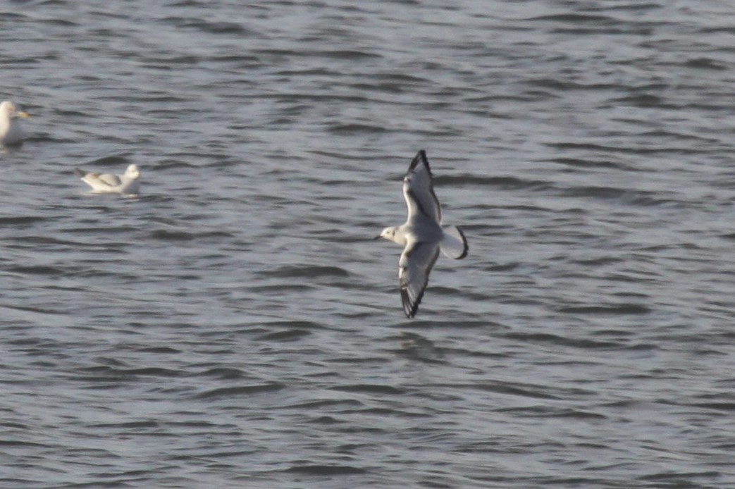 Bonaparte's Gull - ML626789725