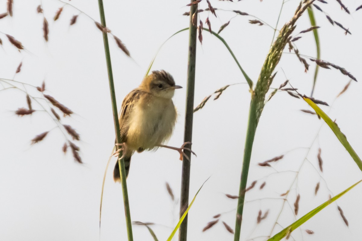 Zitting Cisticola - ML626789734