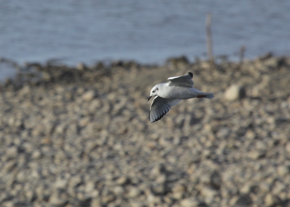 Bonaparte's Gull - ML626789735