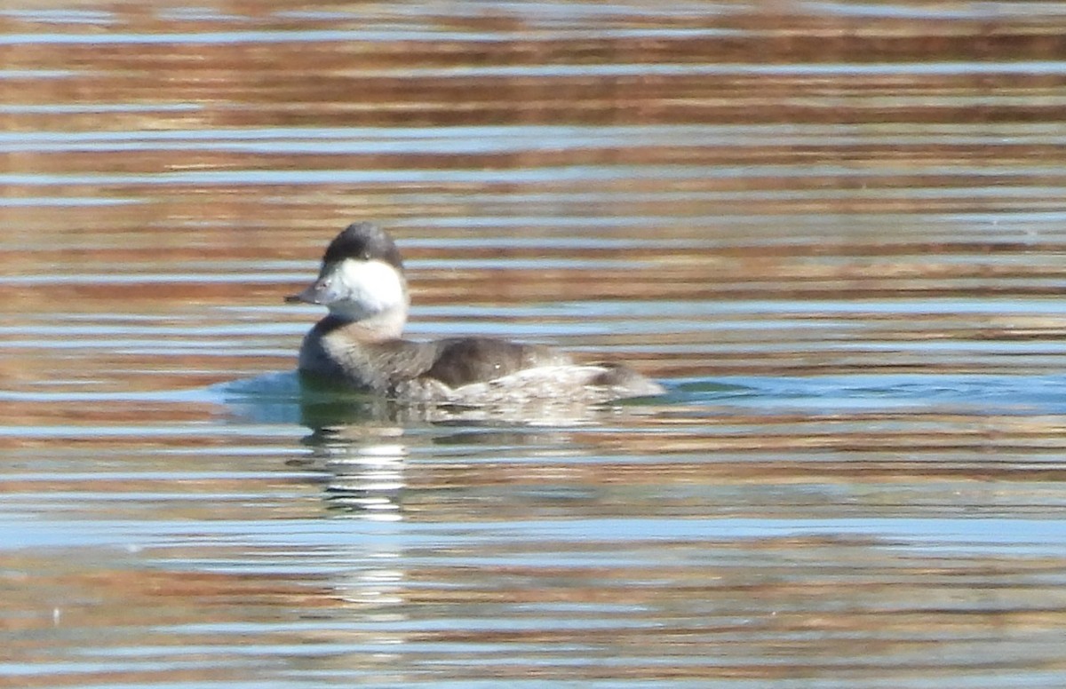 Ruddy Duck - ML626789736