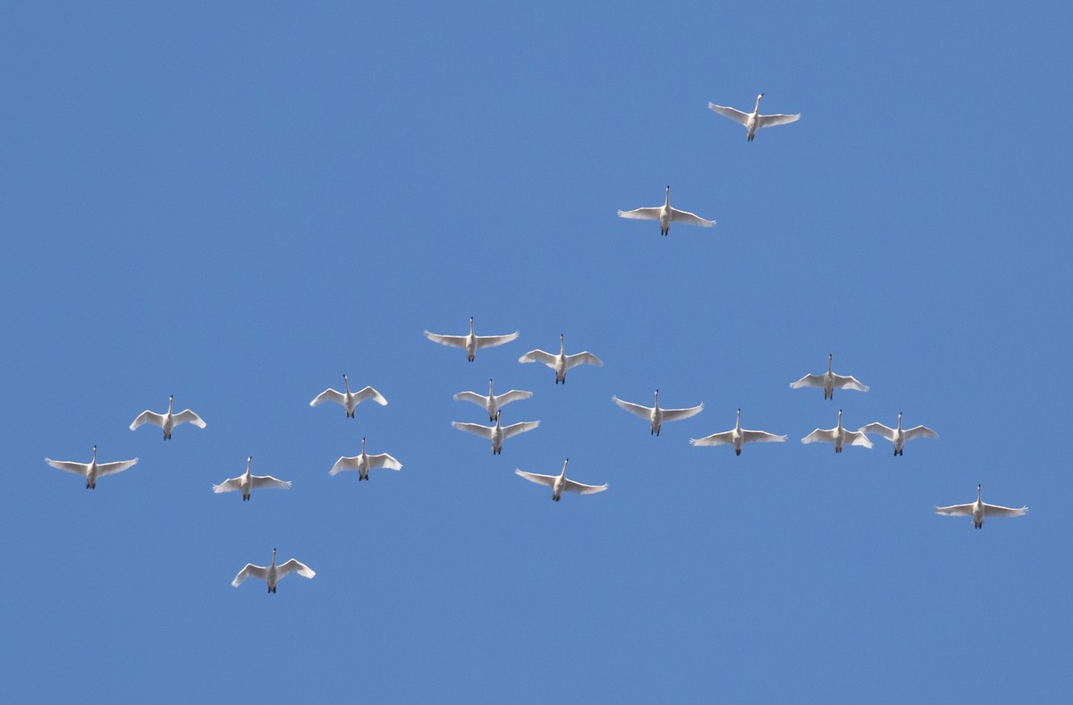 Tundra Swan - ML626789737