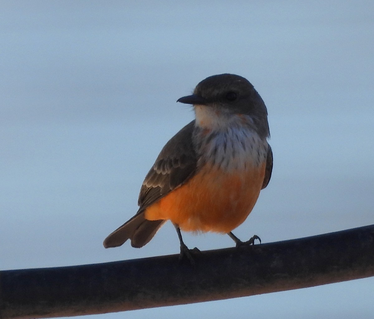 Vermilion Flycatcher - ML626789738