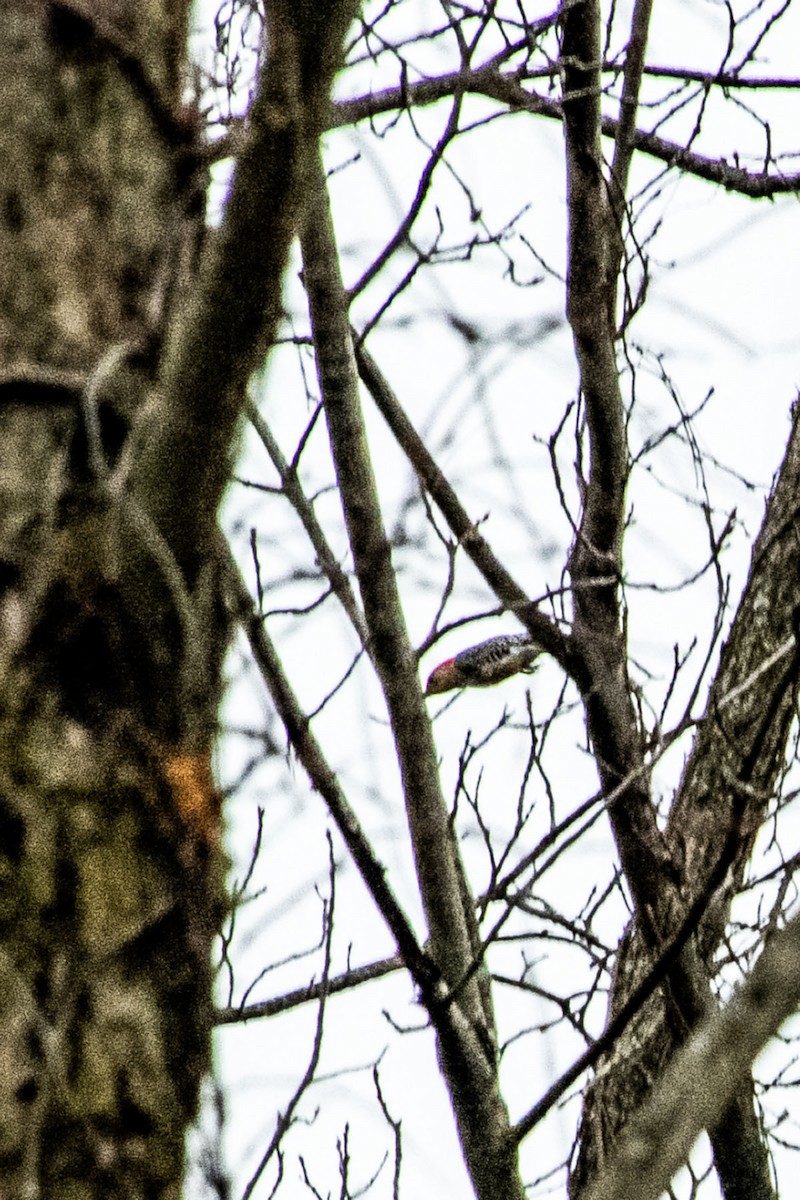 Red-bellied Woodpecker - ML626789740