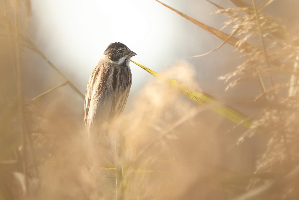 Reed Bunting - ML626789741