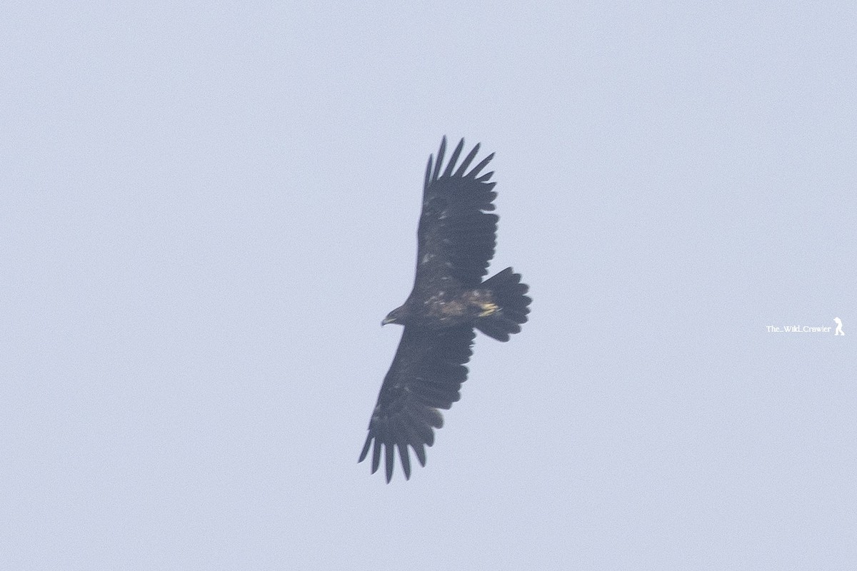 Greater Spotted Eagle - ML626789748