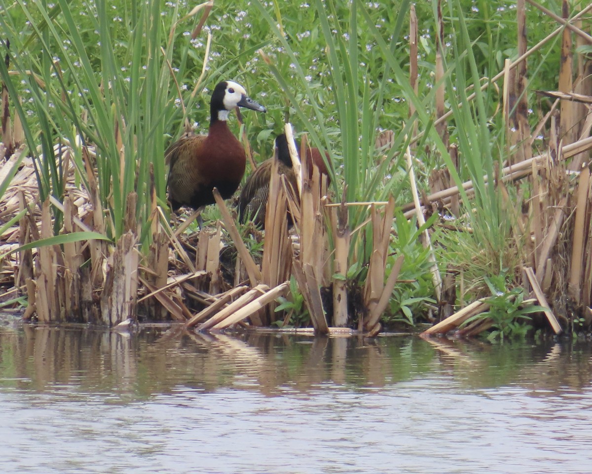 White-faced Whistling-Duck - ML626789749