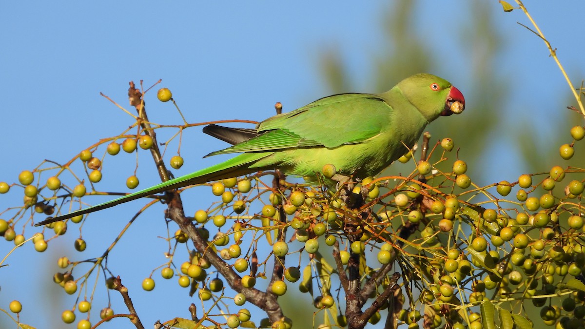 Rose-ringed Parakeet - ML626789750