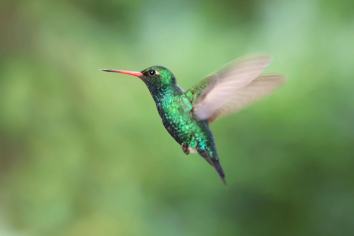 Glittering-bellied Emerald - ML626789751