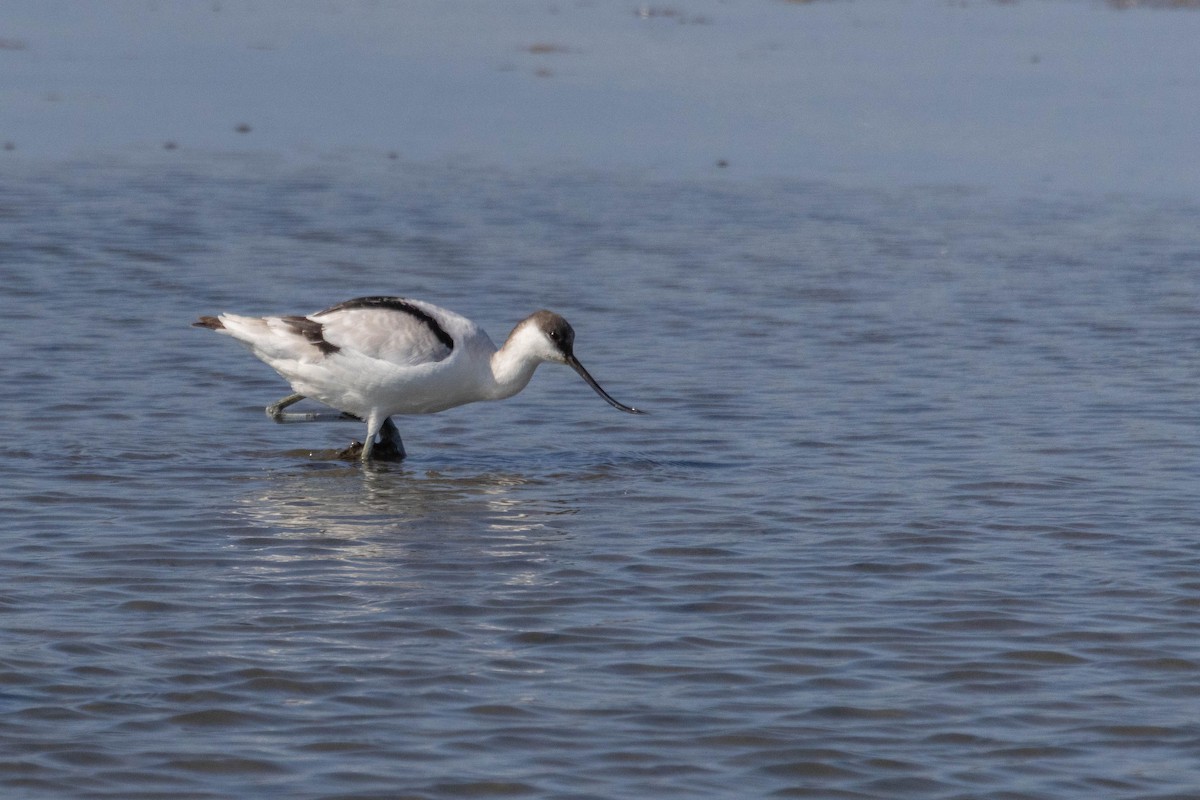 Pied Avocet - ML626789752