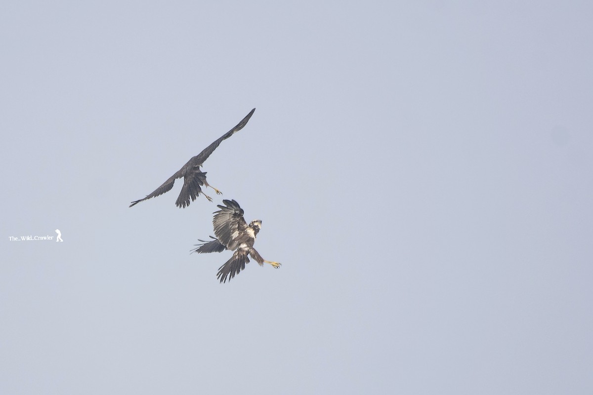 Western Marsh Harrier - ML626789754